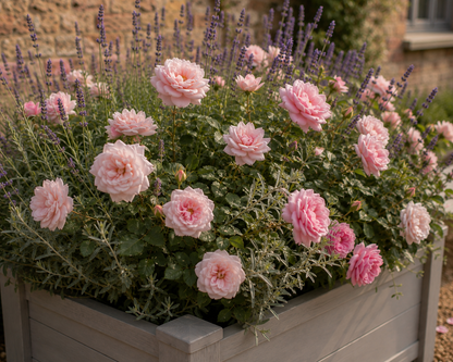 Winawood Blenheim Large Rectangular Planter